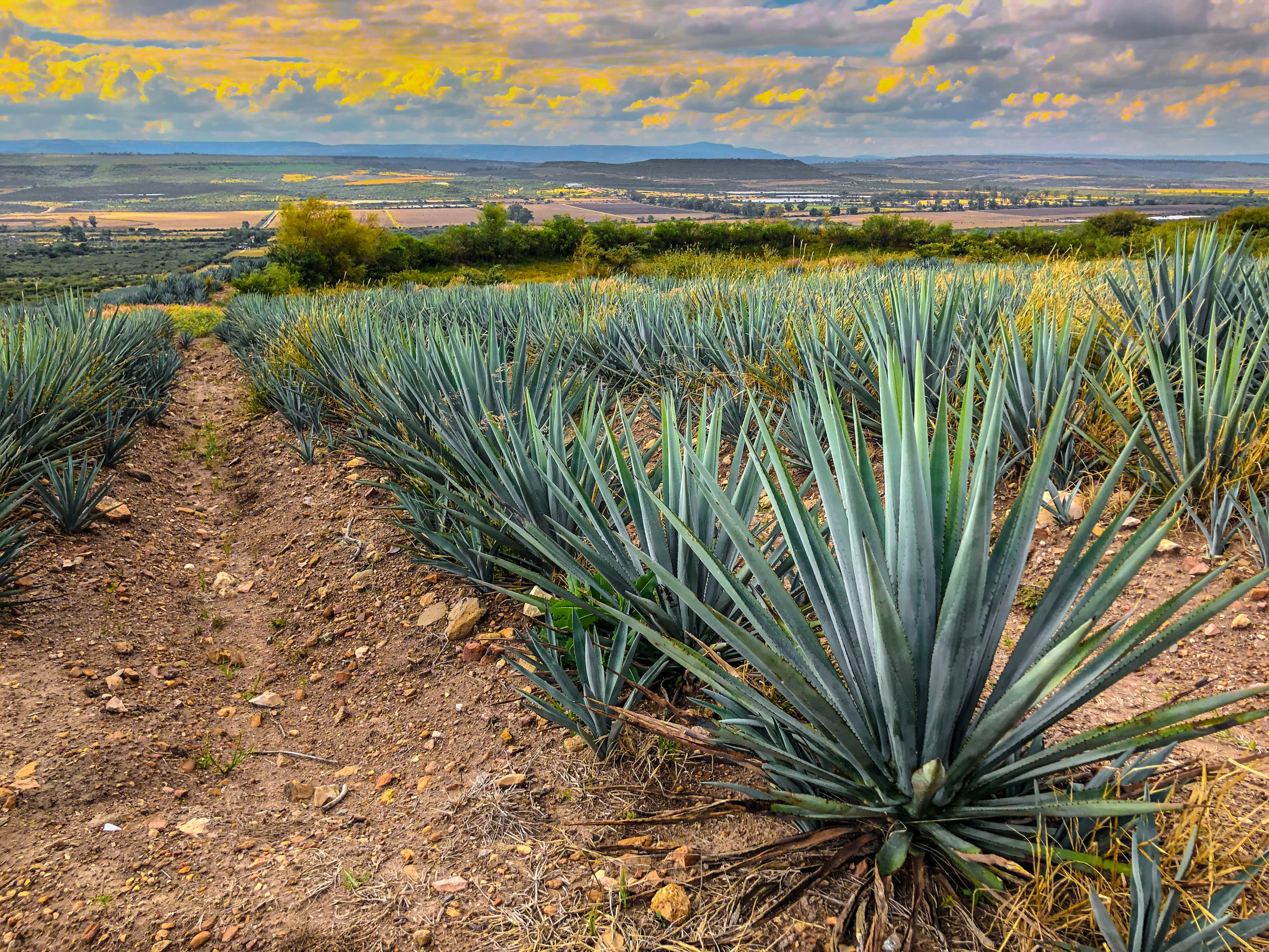 Blue agave fields in Jalisco, Mexico.